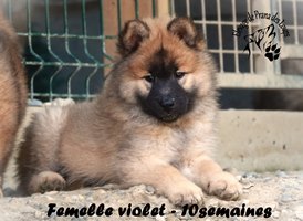 chiot eurasier